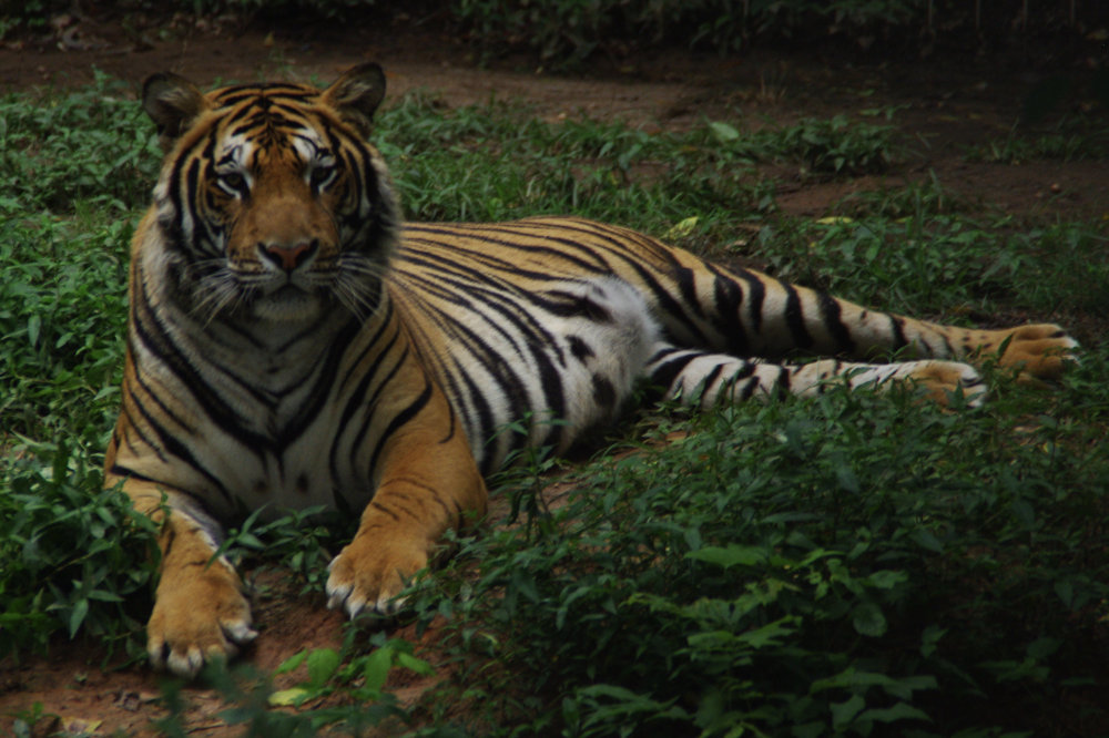 Tiger at a sanctuary