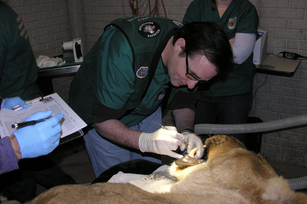Dr. Hewitt working on a lion