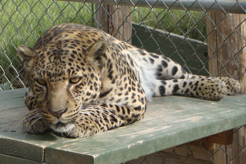 Leopard at a sanctuary
