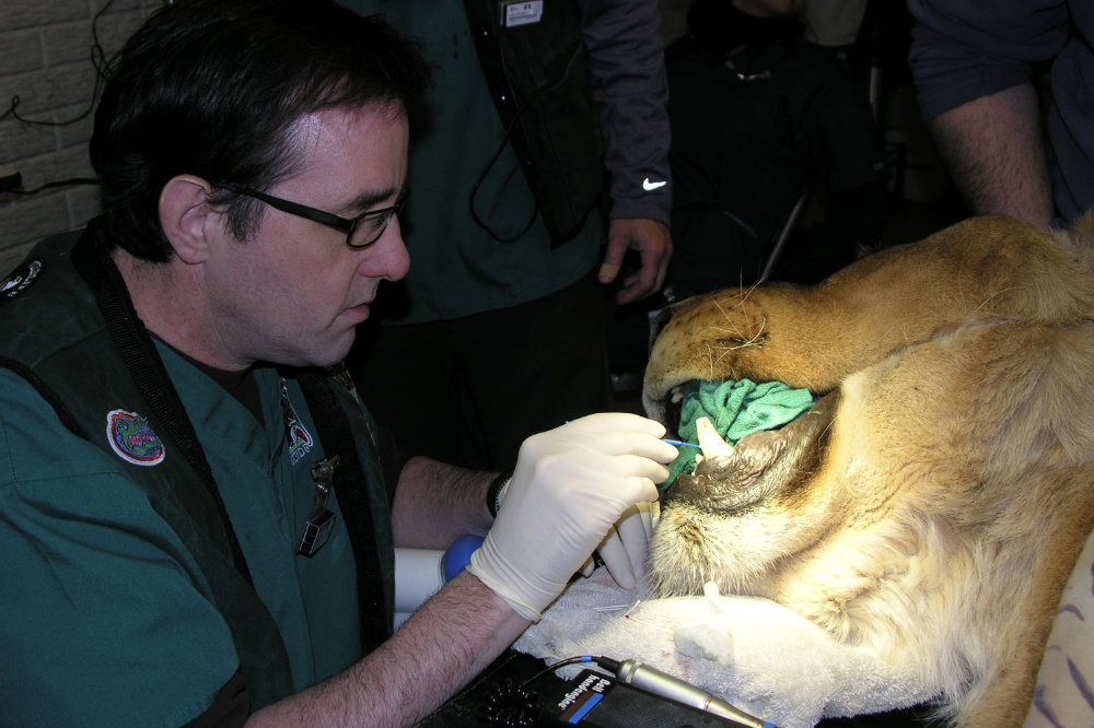 Dr. Hewitt working on a lion