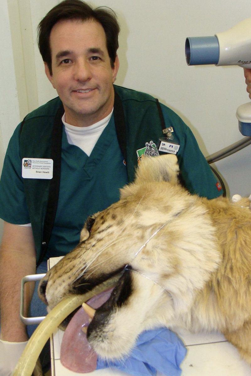 Dr. Hewitt with a liger