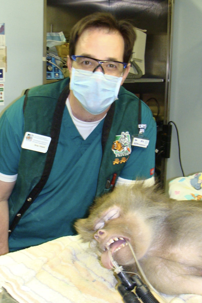 Dr. Hewitt with a baboon