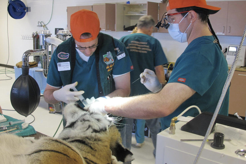 Dr. Hewitt working on a tiger