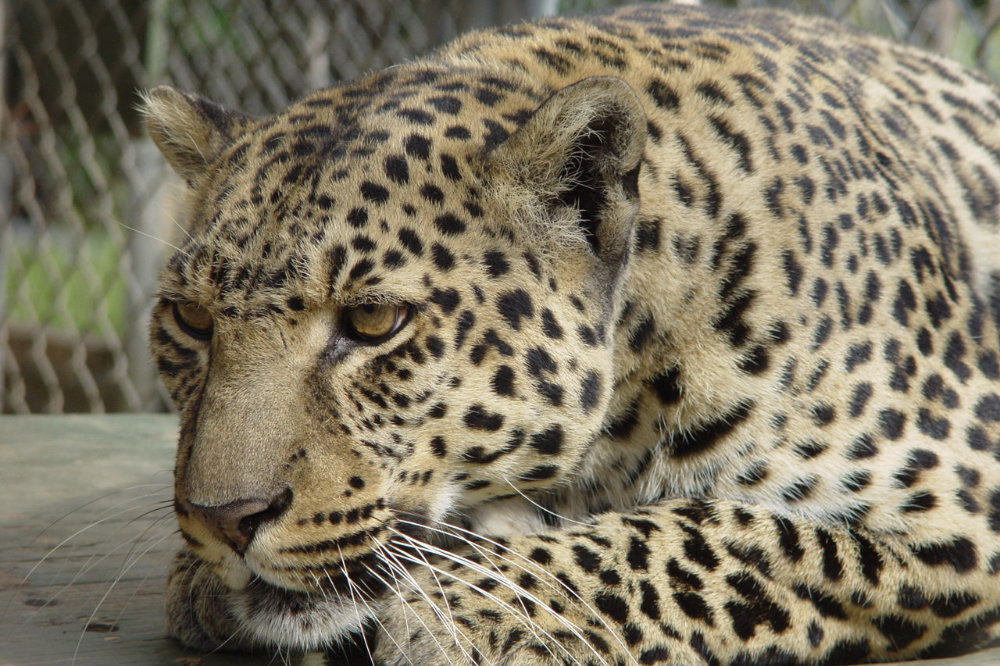 Leopard at a sanctuary