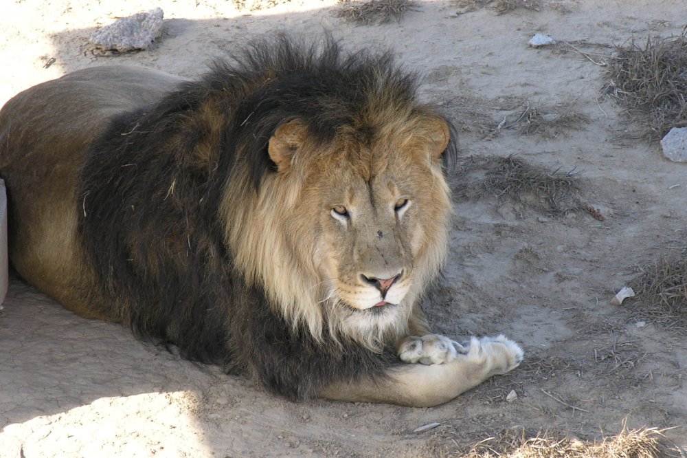 Lion at a sanctuary
