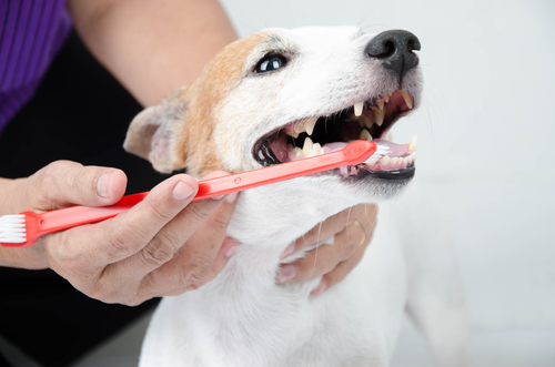 A brown and white dog having teeth brushed with red toothbrush