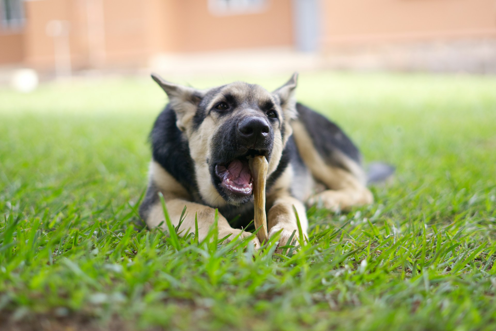 Dogs can fracture their teeth in many different ways. Treatment may include a crown, a tooth extraction, or root canal therapy, depending on the case. Here's what to do if your dog breaks a tooth.