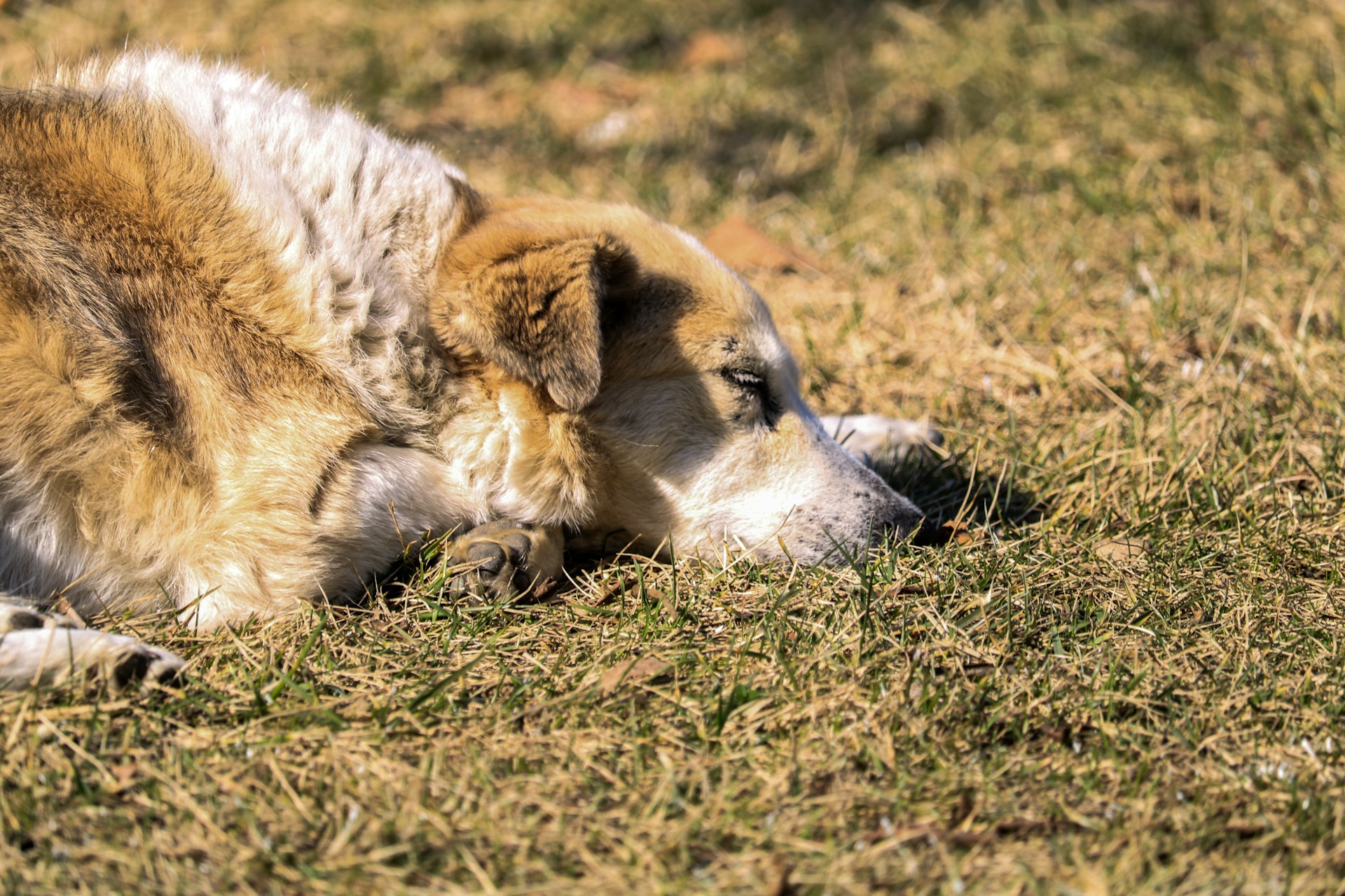 A dog is sleeping outside in the grass.